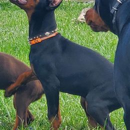 Doberman Pinscher Puppies from KB's Dobermans