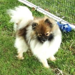Queeny - Pomeranian