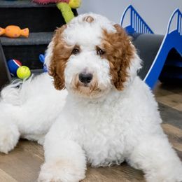 Peanut - Goldendoodle