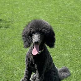 Poodles from Standard Poodles AZ