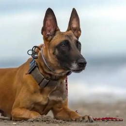 Belgian Malinois, Dutch Shepherds, Jagdterriers, and xDutch Shepherds from Iron Sight K9s