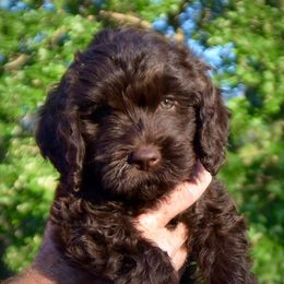 Australian Labradoodle Puppies from Cottonwood Labradoodles