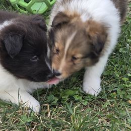 Finn - Sable and white male Shetland Sheepdog puppy in Luray, Missouri from Krayola Shelties