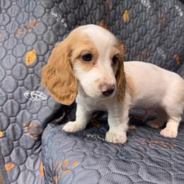 Boy1 - Piebald male Dachshund puppy in Stockton, California from Royalty Weenies