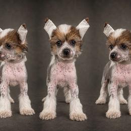 Ace - Blue male Chinese Crested puppy in New Haven, West Virginia from EverCrest