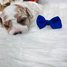 Oliver.  AKC Registered - Parti male Poodle puppy in Nixa, Missouri from Family Poodles