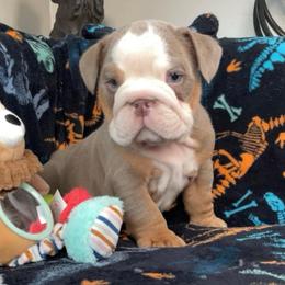 Kane - Fallow male Bulldog puppy in Las Vegas, Nevada from Let it Ride Bulldogs