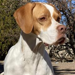 Pointers from Mythik Pointers