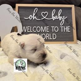 Valentine's Ready Black - White male West Highland White Terrier puppy in Colorado from Busy Bee Westies