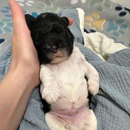 Valor - Black and white male Cocker Spaniel puppy in Cincinnati, Ohio from Abundance of Joy LLC Cocker Spaniels