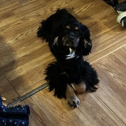 Willow - Cocker Spaniel