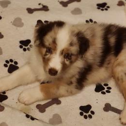 Red merle boy - Red merle male Australian Shepherd puppy in Tallahassee, Florida from H&H Red Gate Farm