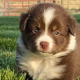 Miniature Australian Shepherds, Toy Australian Shepherds, and Yorkshire Terriers from Bullish R Ranch
