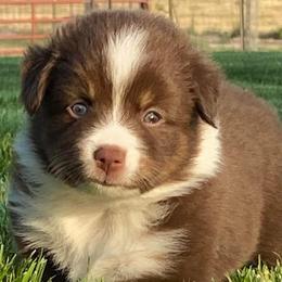 Miniature Australian Shepherds, Toy Australian Shepherds, and Yorkshire Terriers from Bullish R Ranch