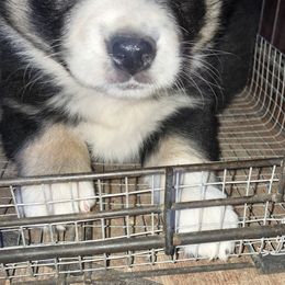Australian Shepherd Puppies from 4H Aussies