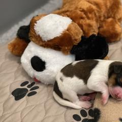 Nederlandse Kooikerhondje Puppies from Blazing Kooikerhondjes