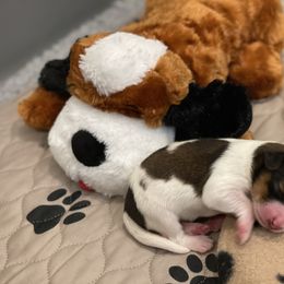 Nederlandse Kooikerhondje Puppies from Blazing Kooikerhondjes