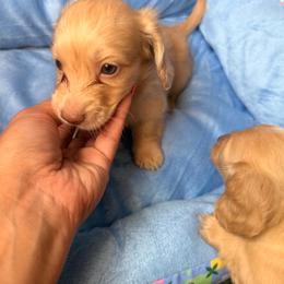 Babe - Cream male Dachshund puppy in Magnolia, Texas from Carrie’s Countryside Dachshunds