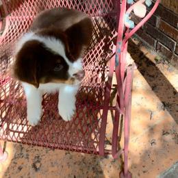 Boy 3 - Red tri-color male Australian Shepherd puppy in Douglas, Georgia from Big Mama’s Beauties