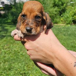 Eriksen - Mahogany and white male Basset Hound puppy in Pleasant Lake, Michigan from Pleasant Bay Basset Hounds