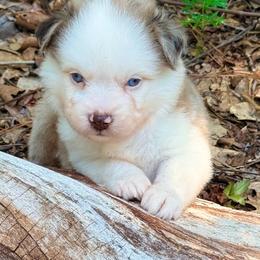 Captain America - Red merle male Toy Australian Shepherd puppy in Blacksburg, South Carolina from Rustic Rose Toy Australian Shepherds