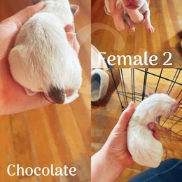 Australian Cattle Dog Puppies from Twisted C Heelers