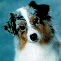 Australian Shepherds and Tibetan Spaniels from Windift