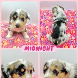 Midnight - Blue merle and white female American Corgi puppy in Fort Worth, Texas from King of Hearts Corgis