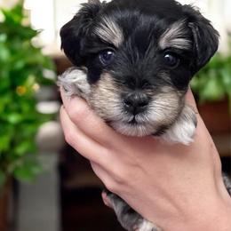 Daisy - Black and silver female Miniature Schnauzer puppy in Sacramento, California from Hardcastle Family Schnauzer’s