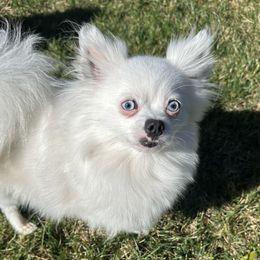 Bleu - Pomeranian