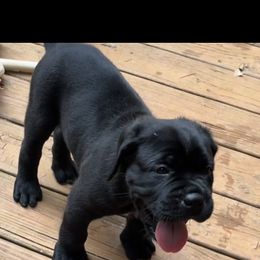 Cane Corso Puppies from Palazzo Cane Corso