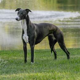 Whippet puppies from Affinity Whippets
