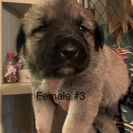 Female 3 - Fawn female Anatolian Shepherd Dog puppy in Daggett, Michigan from T&S Anatolians