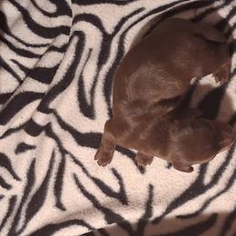 Sonny - Chocolate and tan male Dachshund puppy in Birchtree, Missouri from Cruzan Dachshunds