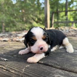 Maverick - Tri-color male Cavalier King Charles Spaniel puppy in Comer, Georgia from Stratton Spaniels