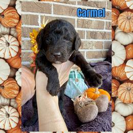 Caramel - Chocolate male Goldendoodle puppy in Caddo Mills, Texas from Fire Wife Doodles