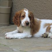 Welsh Springer Spaniel Puppies from Welshwood Welsh Springer Spaniels