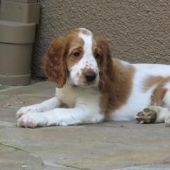Welsh Springer Spaniel Puppies from Welshwood Welsh Springer Spaniels