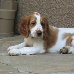 Welsh Springer Spaniel Puppies from Welshwood Welsh Springer Spaniels