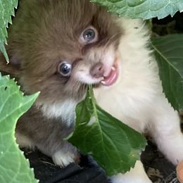 Maltese, Pomeranians, and Shih Tzus from Johnny's Pets