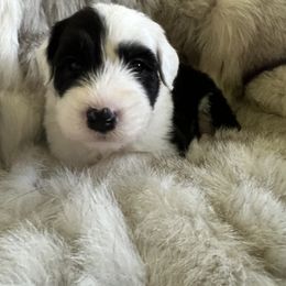 Old English Sheepdog Puppies from O’Leary’s Old English Sheepdogs