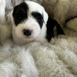 Old English Sheepdog Puppies from O’Leary’s Old English Sheepdogs