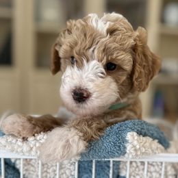 Mint - Fawn and white male Sheepadoodle puppy in La Habra, California from Real Doodles of OC