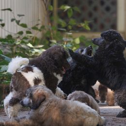 Poodle Puppies from Mystic Moon Poodles
