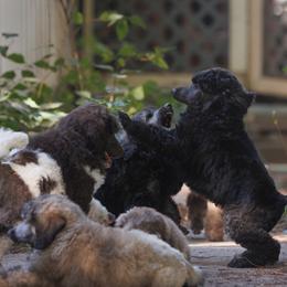 Poodle Puppies from Mystic Moon Poodles