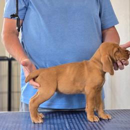 Wirehaired Vizsla Puppies from Prosperity Point Gundogs
