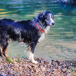 Peaches - Australian Shepherd
