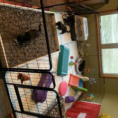 Entlebucher Mountain Dog Puppies from Excel-Entlebuchers