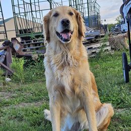 Della - Golden Retriever