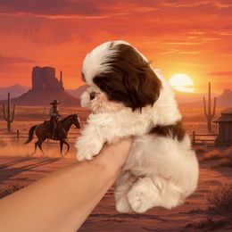Cowboy - Liver and white male Shih Tzu puppy in Hanford, California from MeMaw Shih Tzus